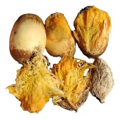 sementes de guariroba ou gueiroba pacote 400 sementes 