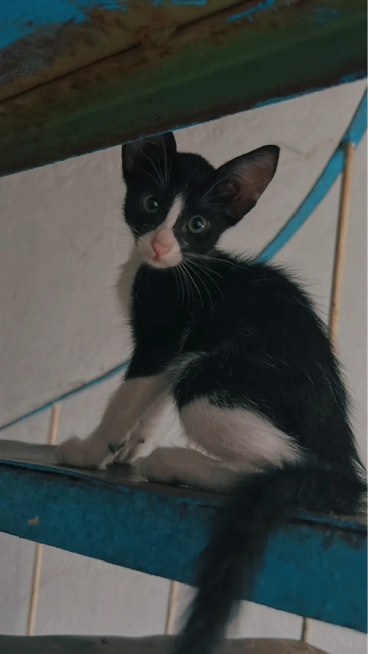 Duas irmãs de gatinhas