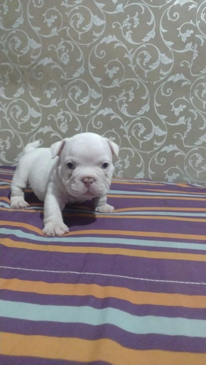 American Bully micro  - Foto 2