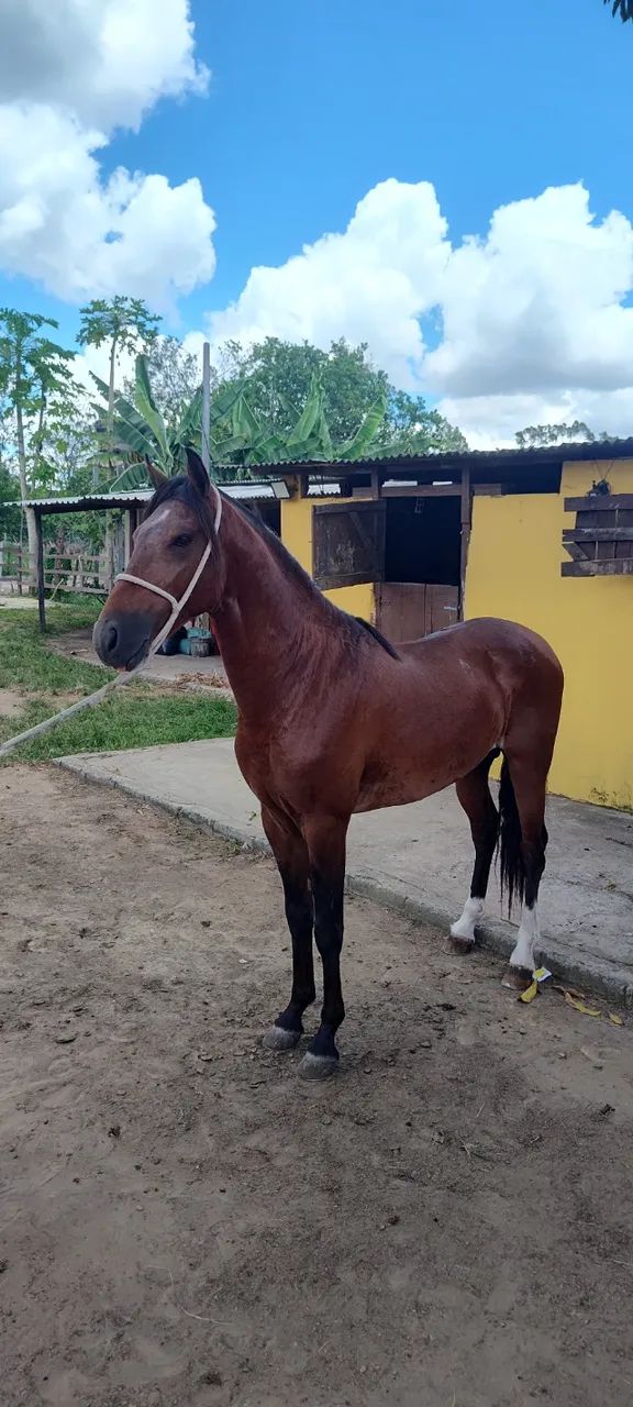 Cavalo Garanhão Mangalarga Machador Lindo 4 Anos Registrado  - Foto 6