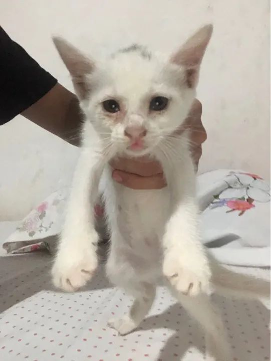 Gatinha branca disponível para adoção
