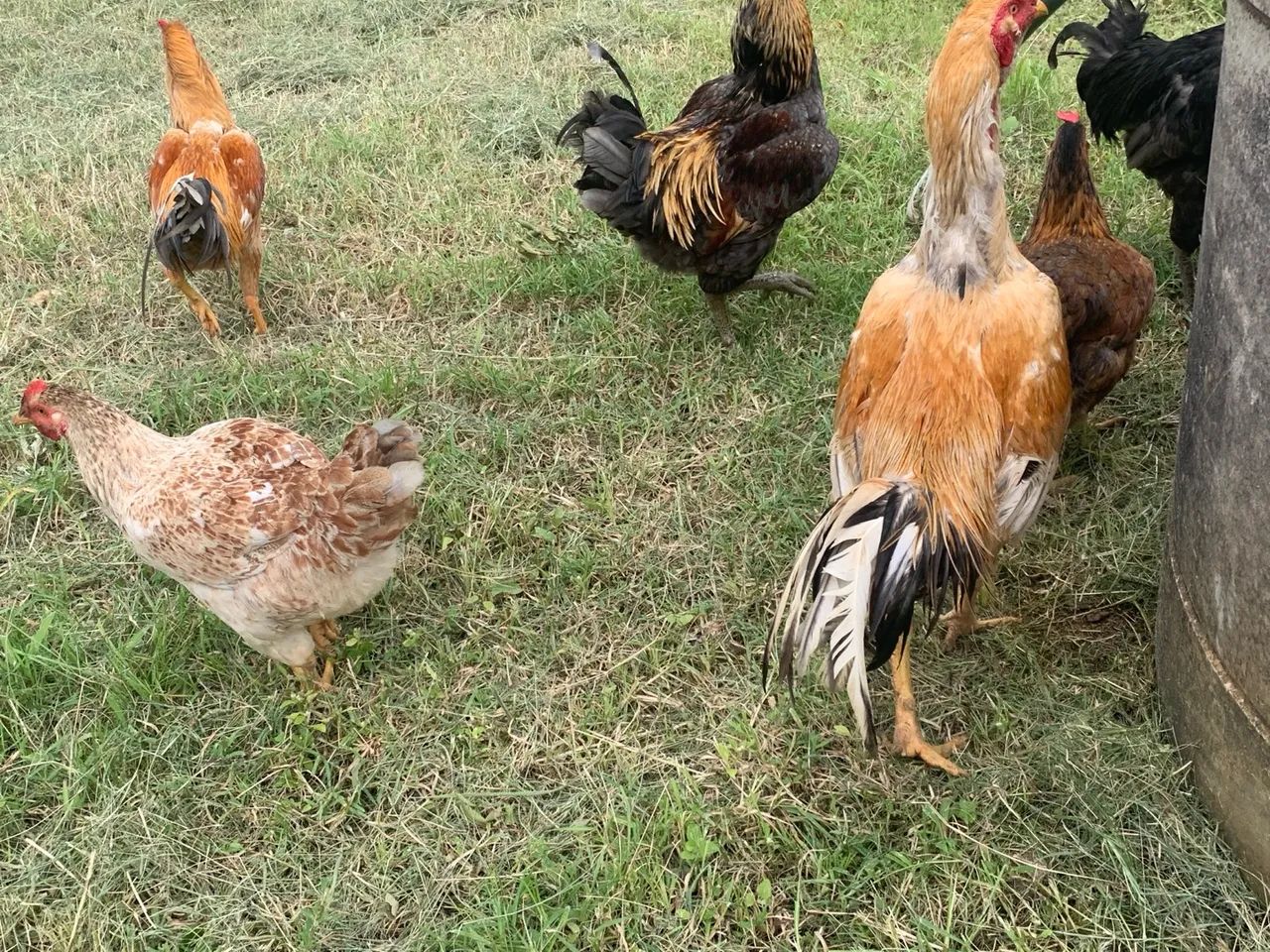 Galinhas e Galos - Caipiras 