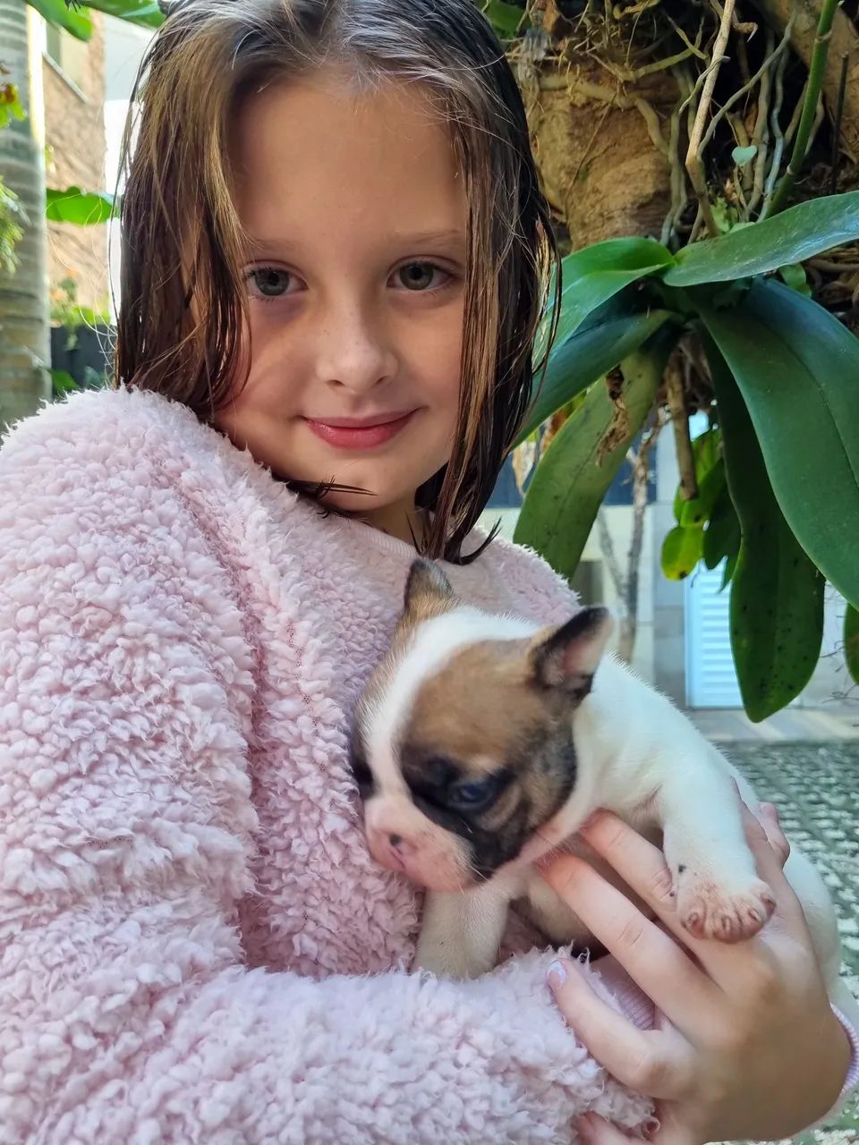 Bulldog francês lindo  - Foto 2