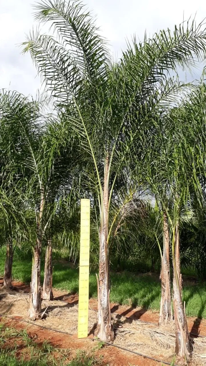 Palmeira ornamental