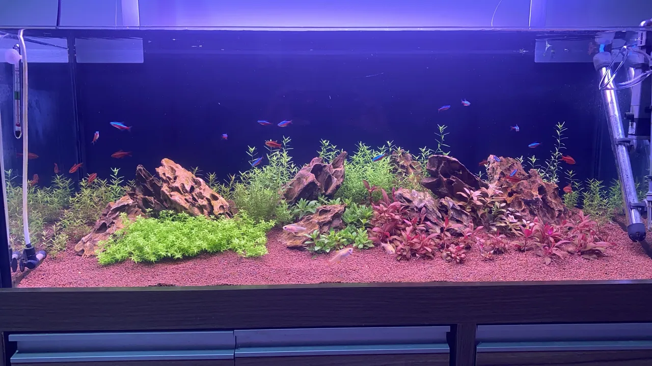 Aquário para plantados