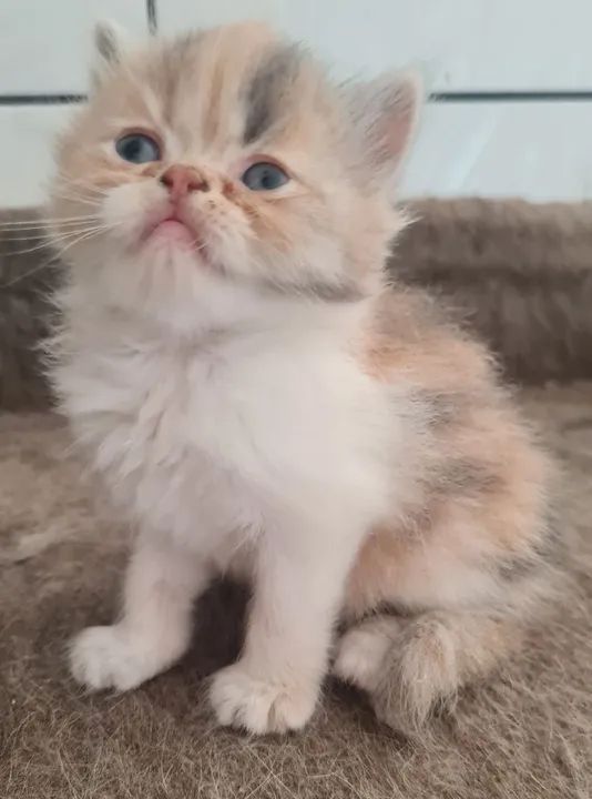 Gato Persa Lindos Filhotes!  - Foto 2