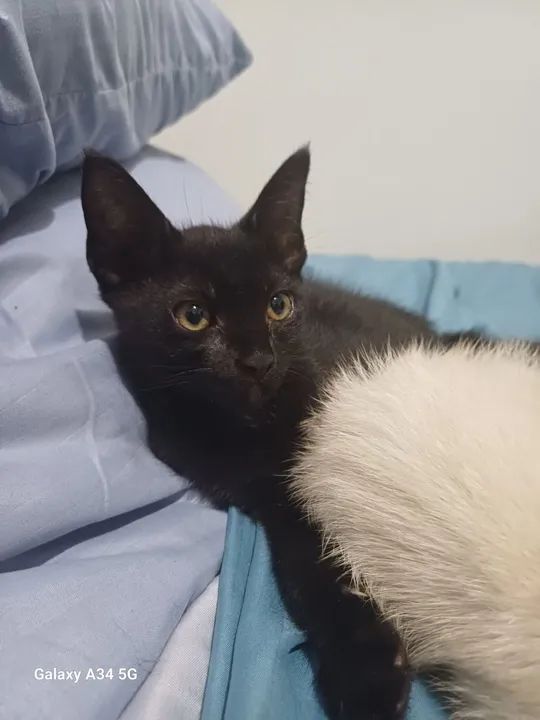 Doação de Gatos ? - Foto 3