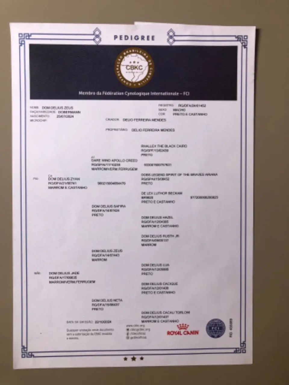 Filhotes puros da raça DOBERMAN