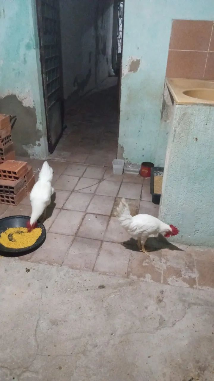 Galinha da raça leghorne  - Foto 3