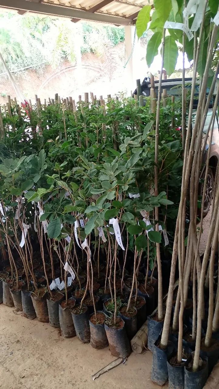 Mudas para Reflorestamento 1.20 Metro - Foto 5