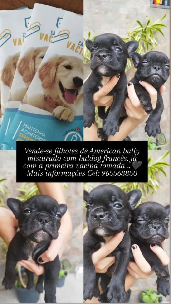 Vende_se filhotes buldog francês  com american bully  - Foto 2