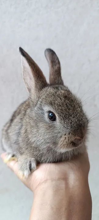 Coelho filhote de raça 