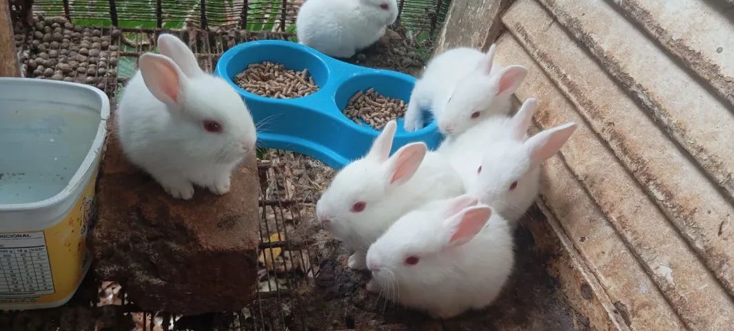 Filhote de Coelho da Raça Nova Zelândia - Foto 6