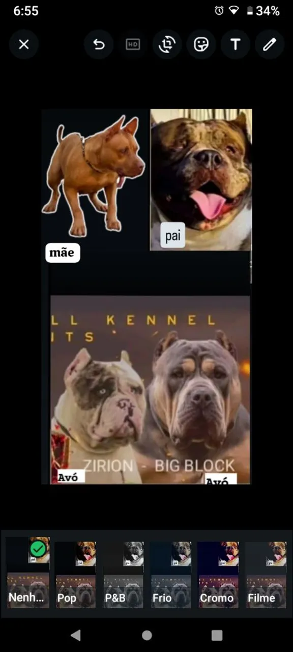 Filhotes de Pitbull Merle com genética de campeões
