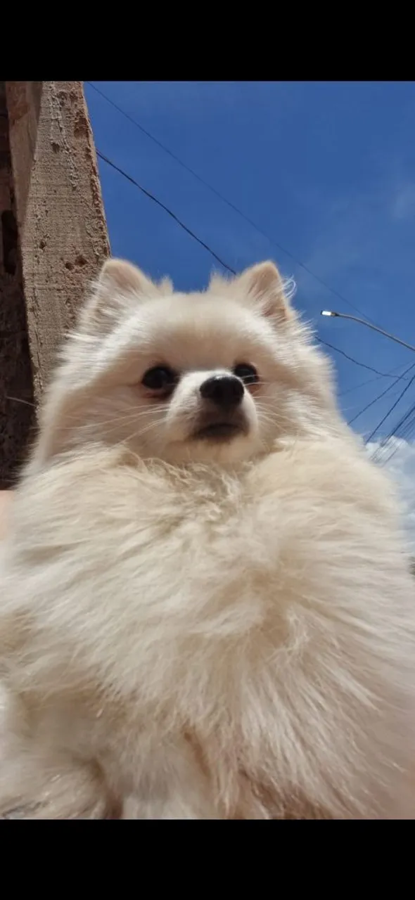 Spitz Alemão