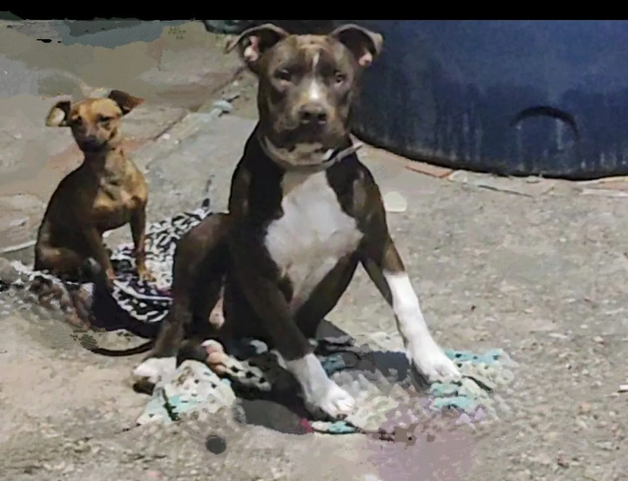 Filhote de Pitbull para venda