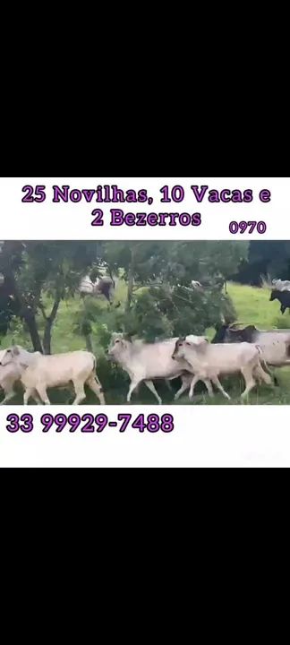 25 Novilhas, 10 vacas e 3 bezerros  - Foto 4
