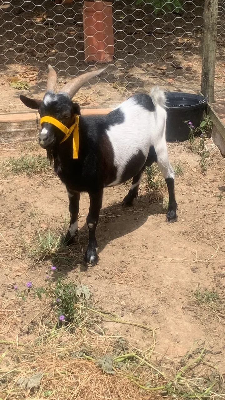 Mini cabras - Foto 5