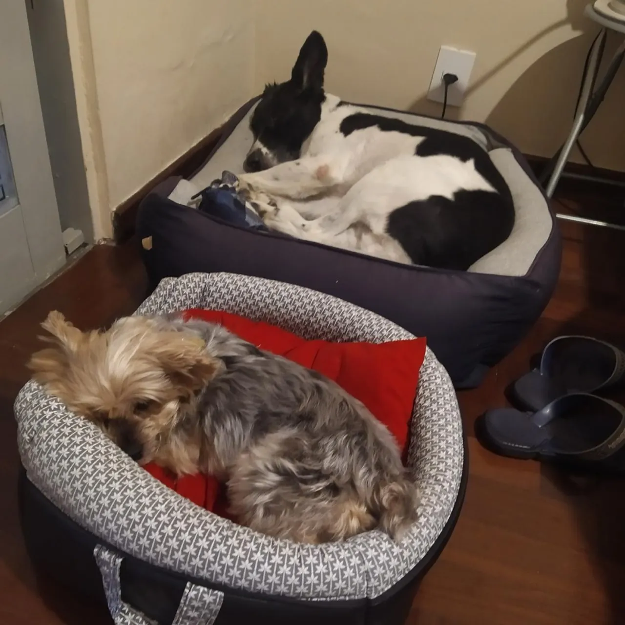 Hospedagem de cachorros