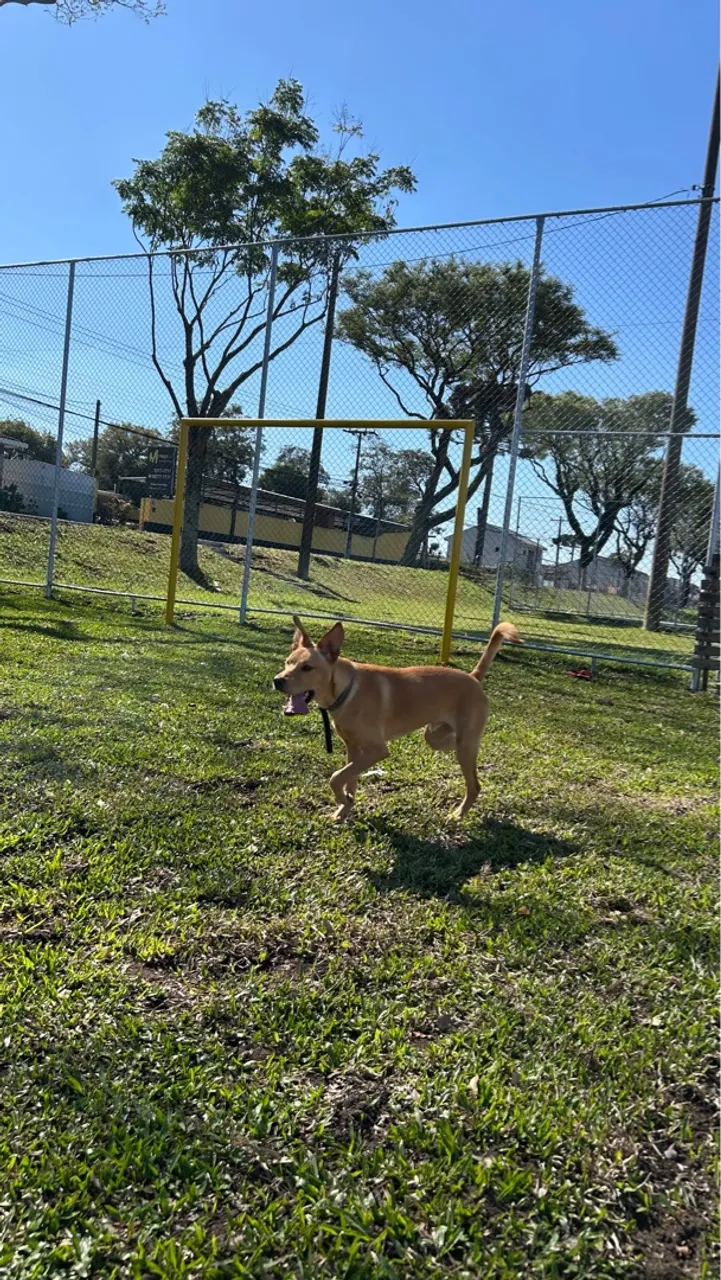 cachorro para doação