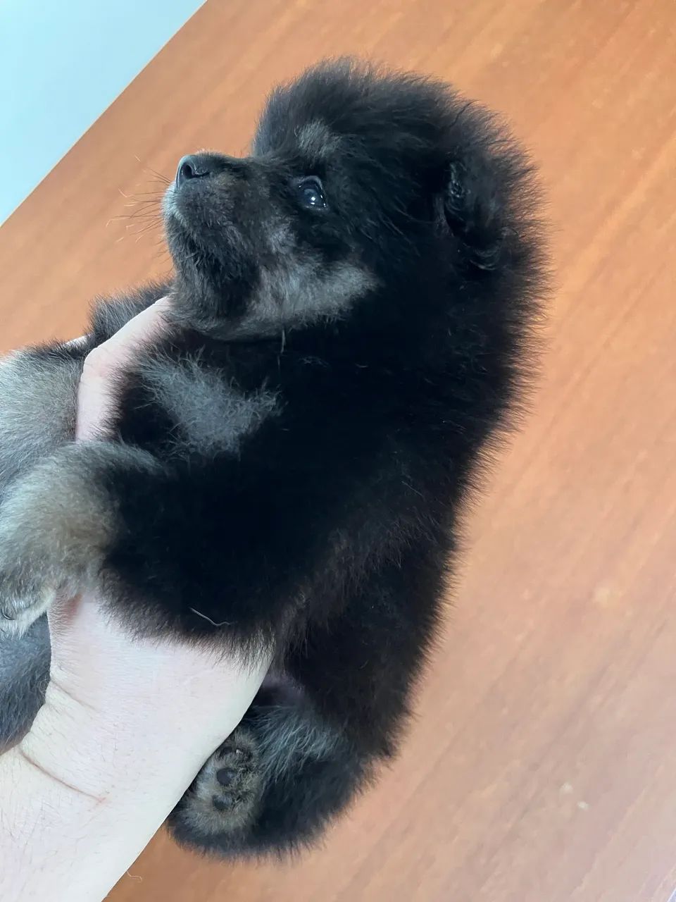 Lulu da Pomeranea  - Foto 4