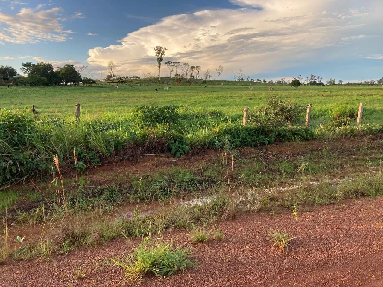  FAZENDA À VENDA ? IRACEMA/RR<br> - Foto 3
