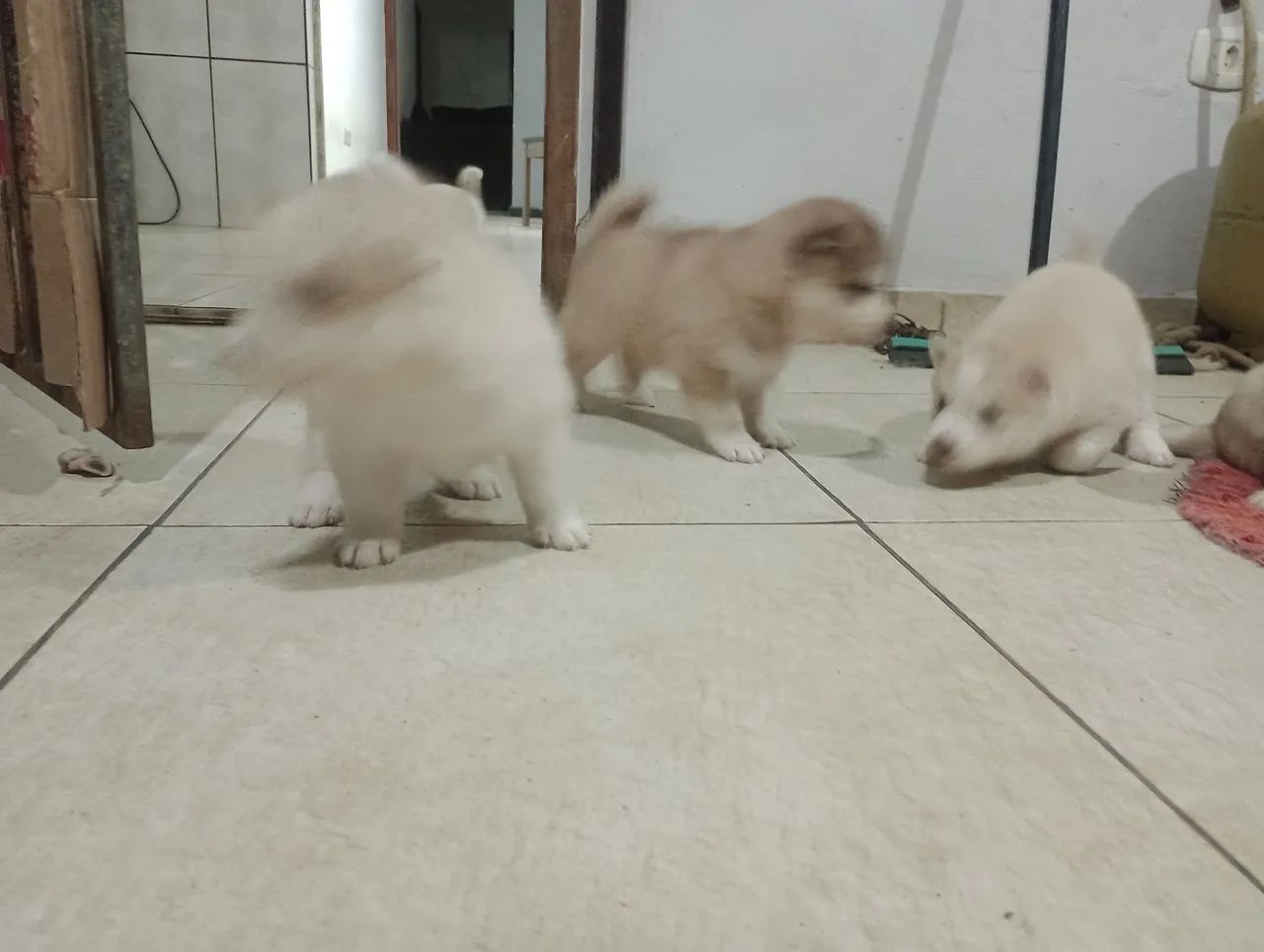 Husky siberiano  - Foto 3