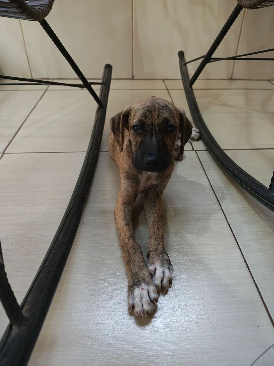 Cadela  Raceada - Foto 2