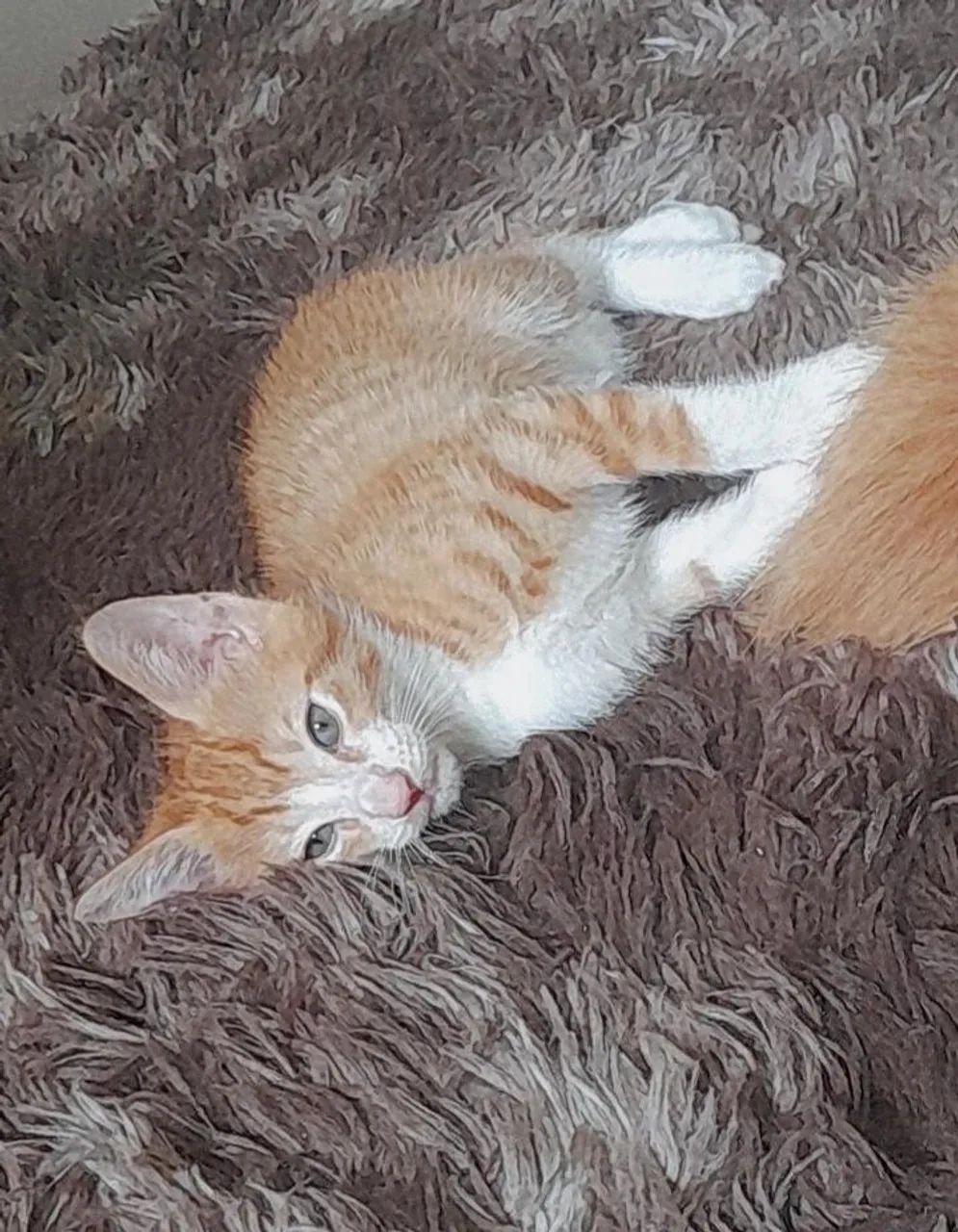 Adoção responsável!