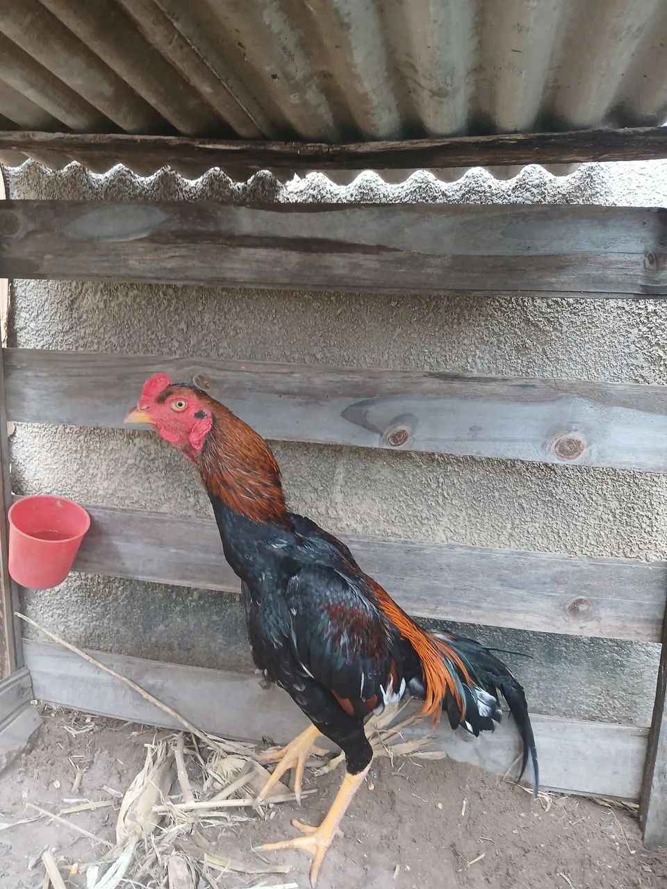 Frango 9 meses  - Foto 4
