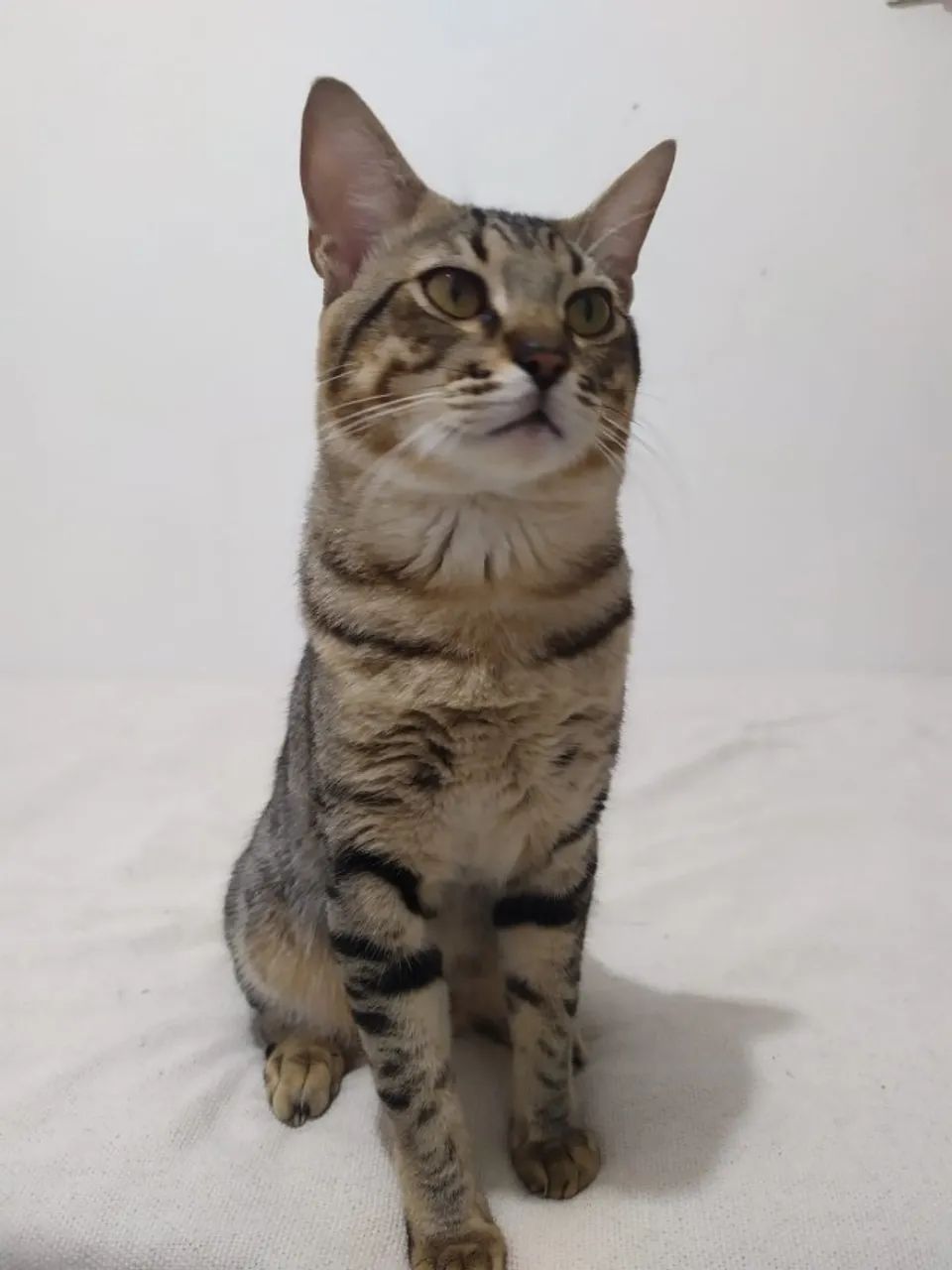 gato para adoção responssávcel  - Foto 2