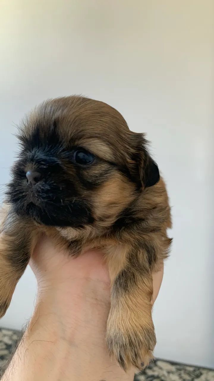 Shihtzu disponíveis - Foto 5
