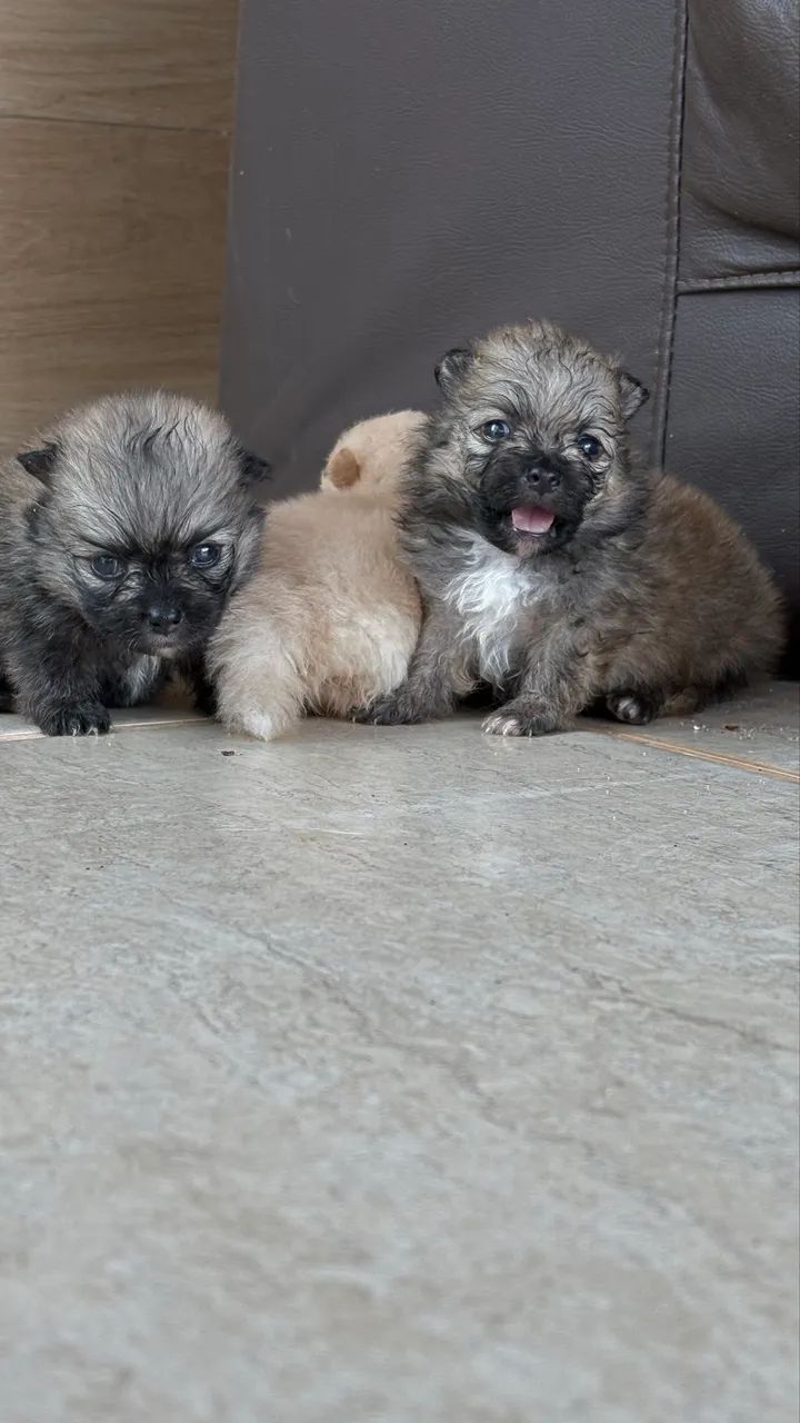Filhote Lulu da Pomerania, Sptiz Alemão Anão  - Foto 3