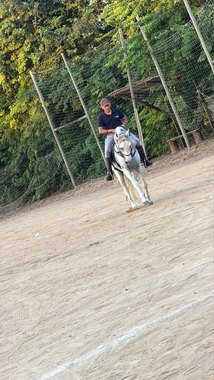 Vendo cavalo Manga Larga Registro  - Foto 4