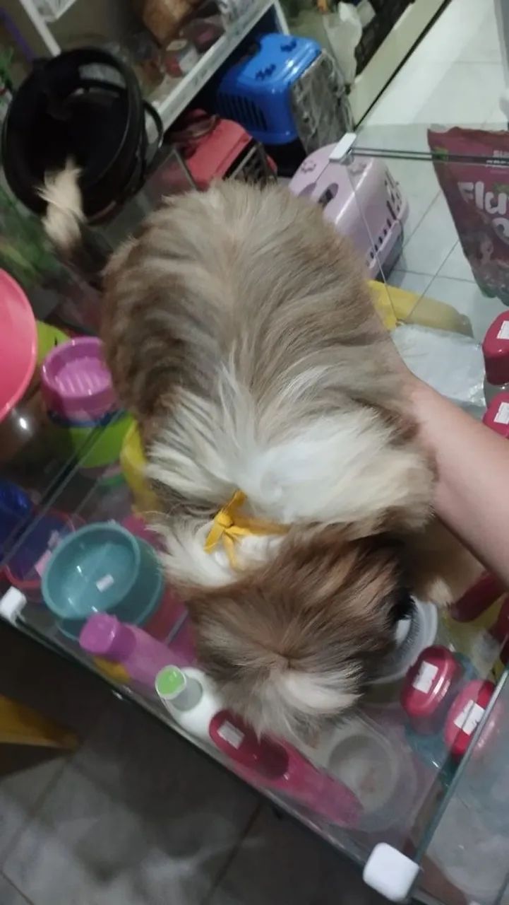 Shitzu macho com duas vacinas importadas. - Foto 4