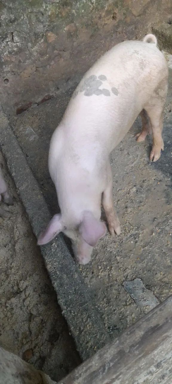 Porcos para venda 