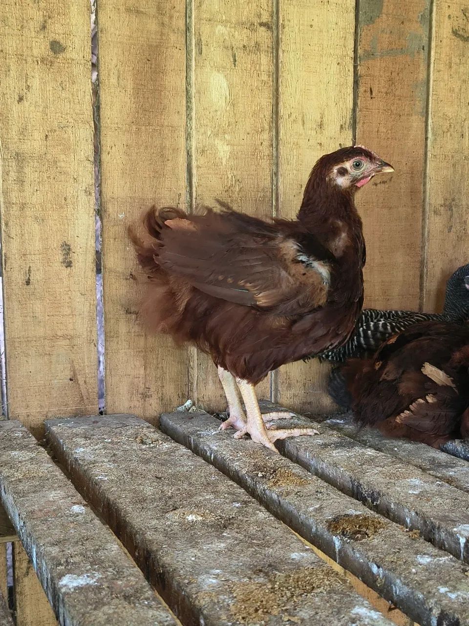 Rhode Island Red - Foto 3