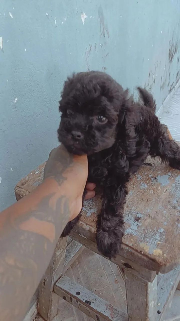 Cachorra  - Foto 2