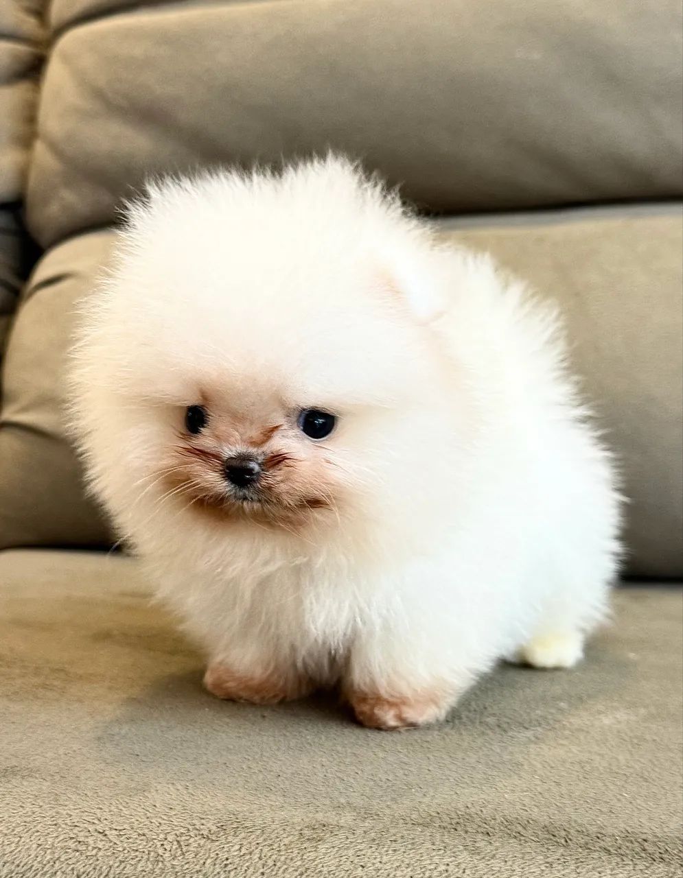 Spitz alemão anão linhagem chinesa 