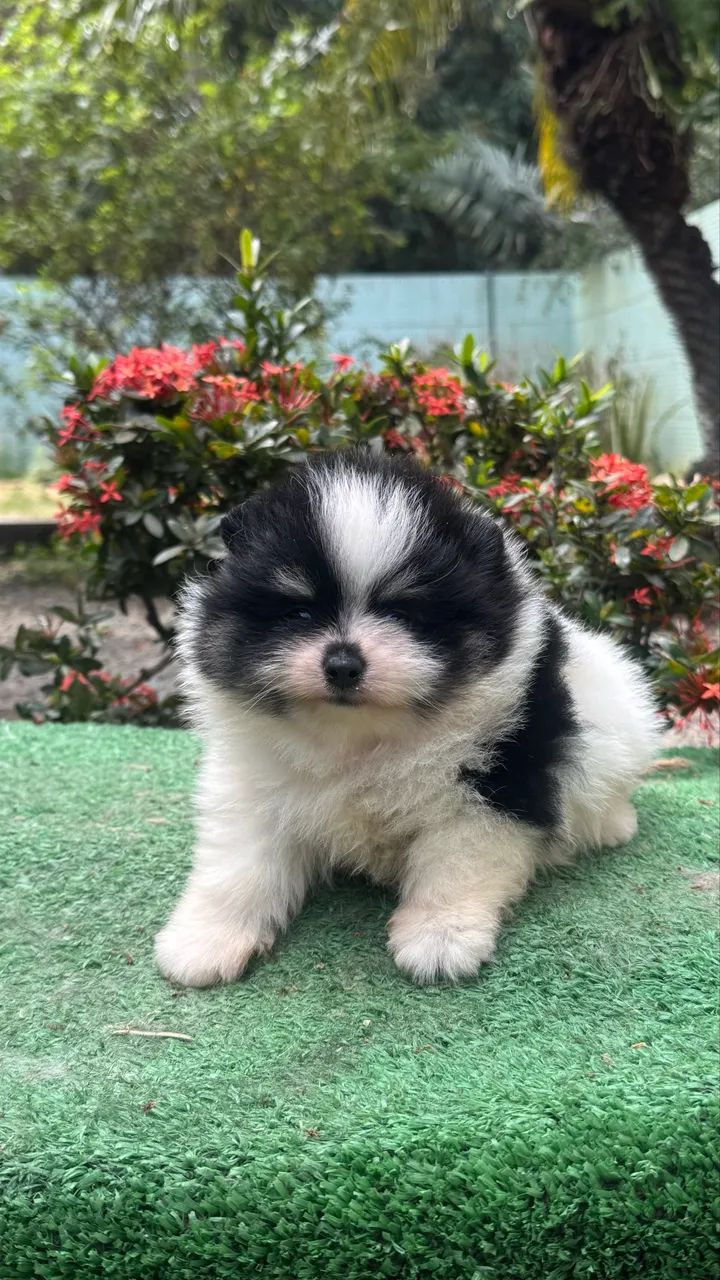 Spitz Alemão macho  - Foto 3