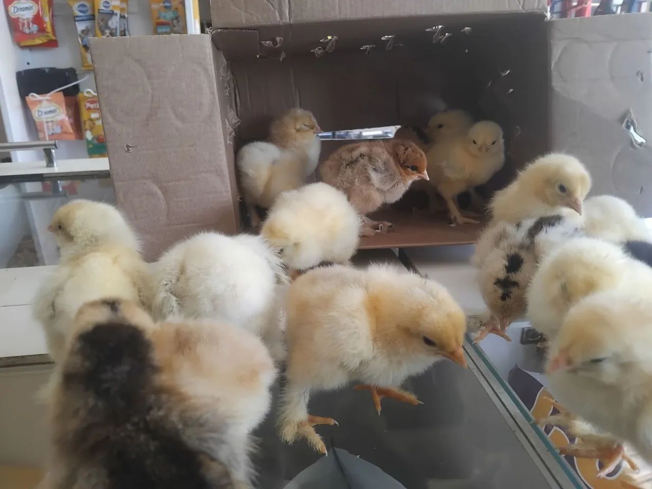 Aves - Foto 2