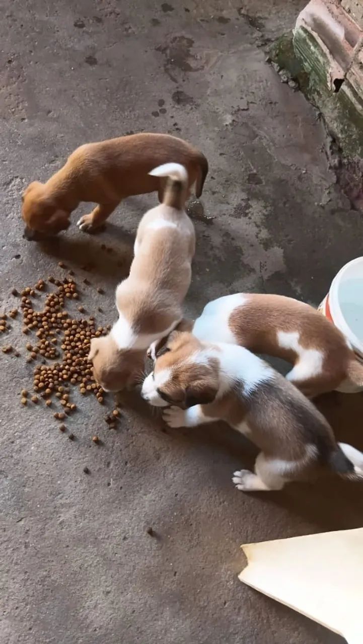 Doação de cachorros 