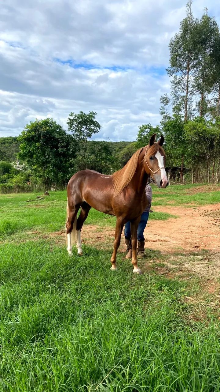Cavalo mangalarga registrado - 5 anos  - Foto 3