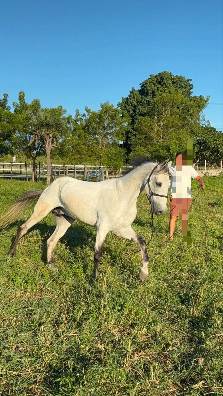 Cavalo mangalarga 