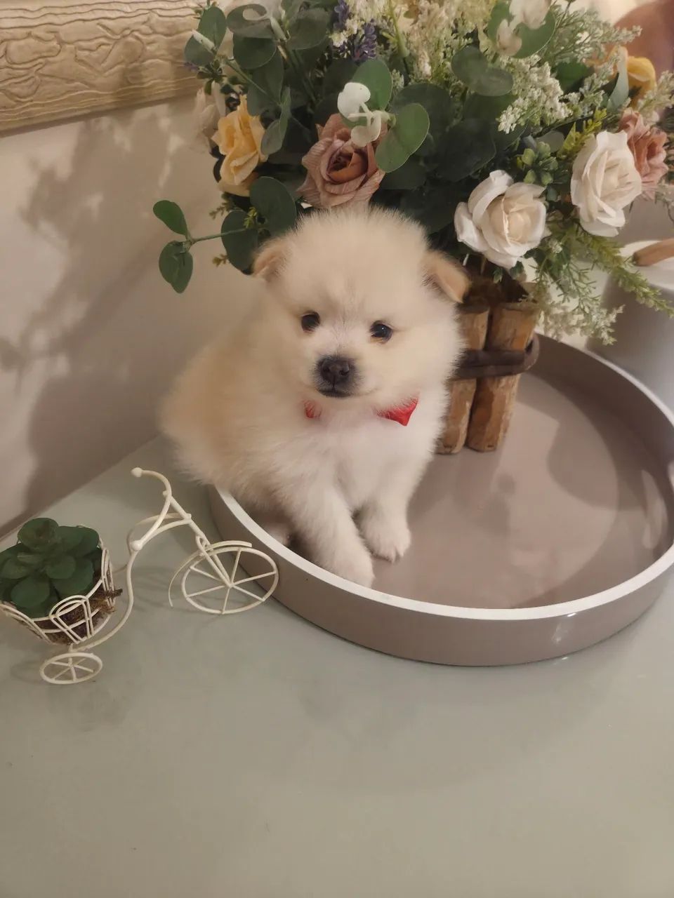 Filhote Lulu Spitz - Foto 6