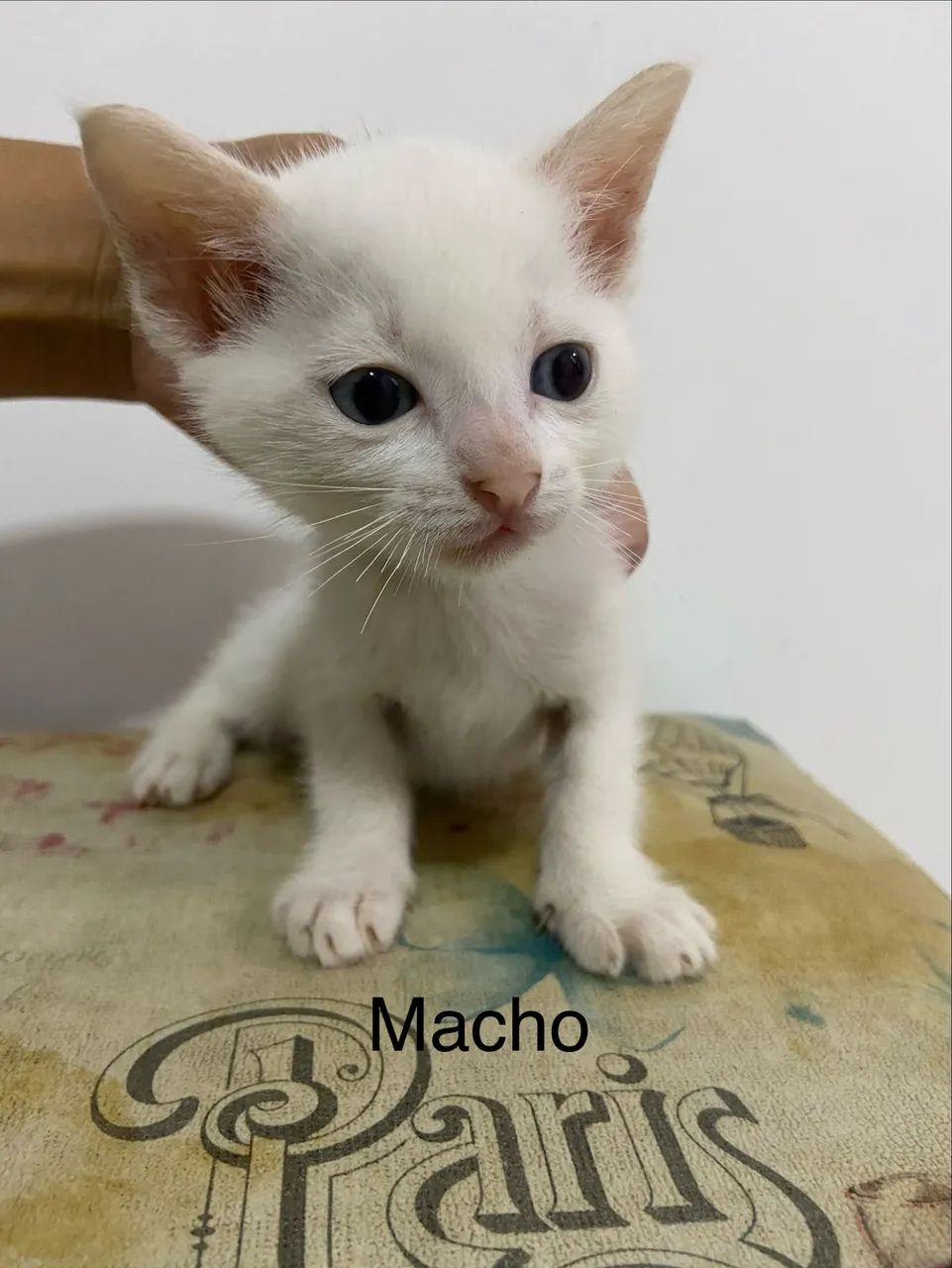 DOAÇÃO CONSCIENTE DE GATINHOS ? - Foto 4