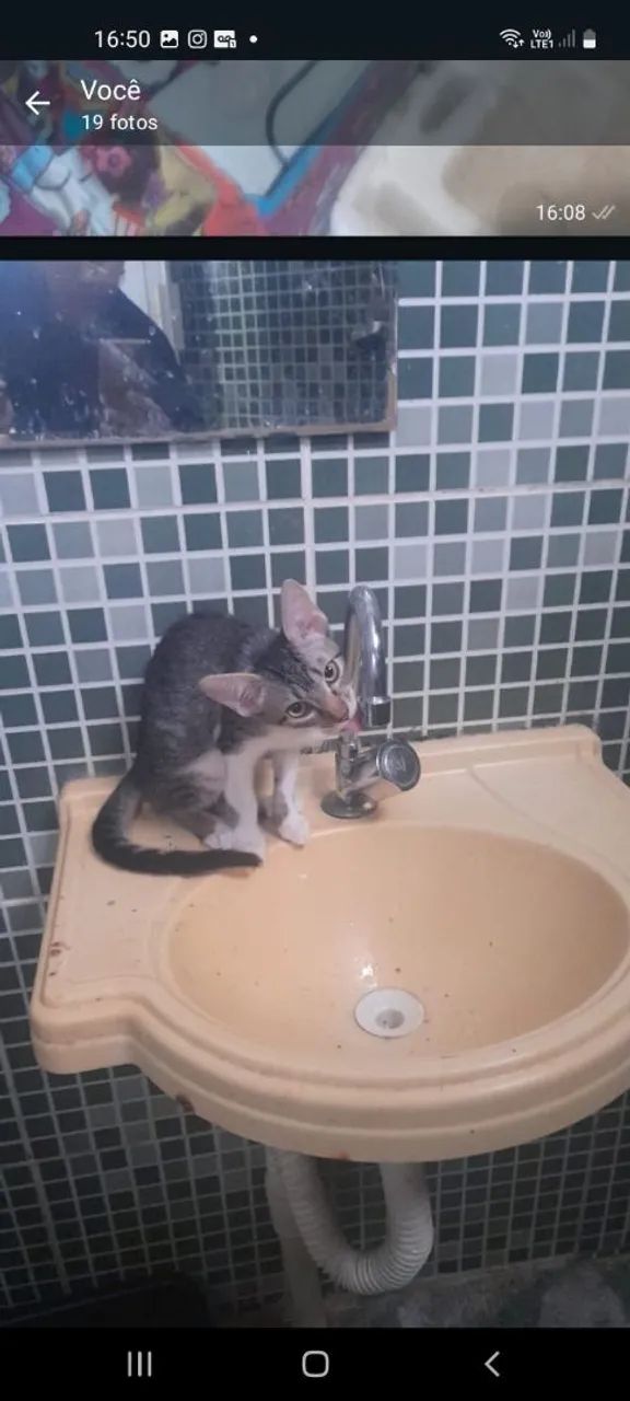 Doação de filhotes de gato - Foto 6