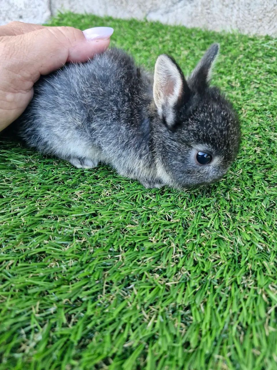 Mini coelhos disponíveis ? - Foto 5