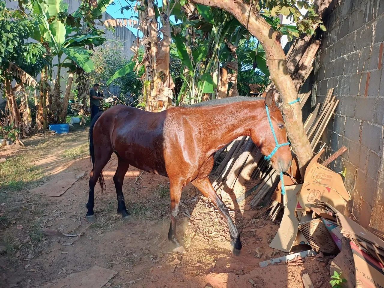 Égua castanha $ 2.500