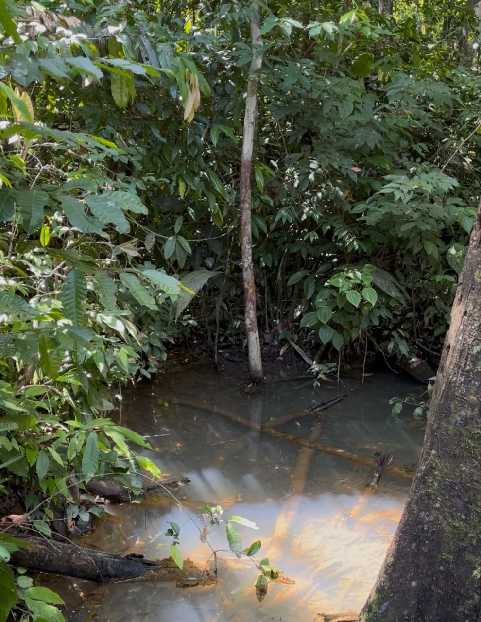 Vendo Chácara de 1 hectare com 3 nascentes próxima ao Clube do Magnata
